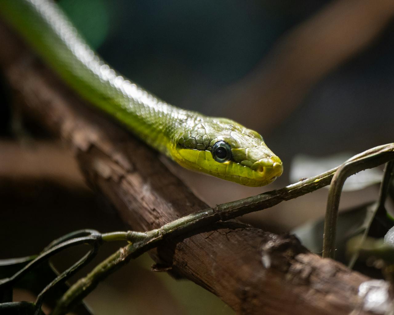 A vivid green vine snake curving gracefully along a branch, showcasing its striking eyes and slender body.