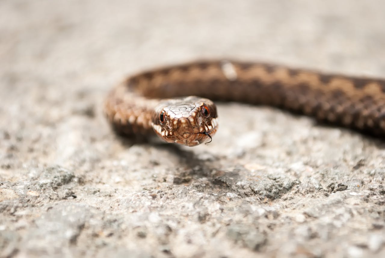 Detailed close-up image of a snake on a rocky surface, showcasing its intricate scales.