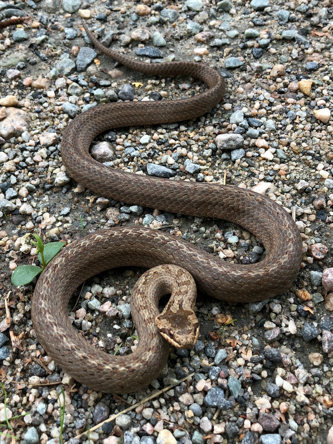 To day I didnt bring my camera, so I had to use my iPhone when I met this beautiful animal. I had to keep my phone pretty near, so the snake got ready to defend itself.