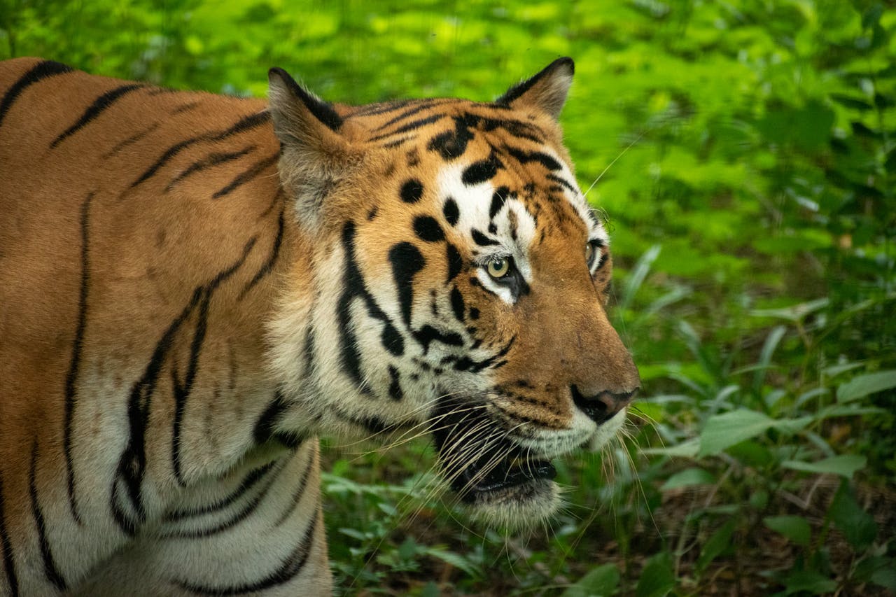 Close-up of a Bengal tiger prowling through vibrant green foliage, showcasing its strength and beauty.