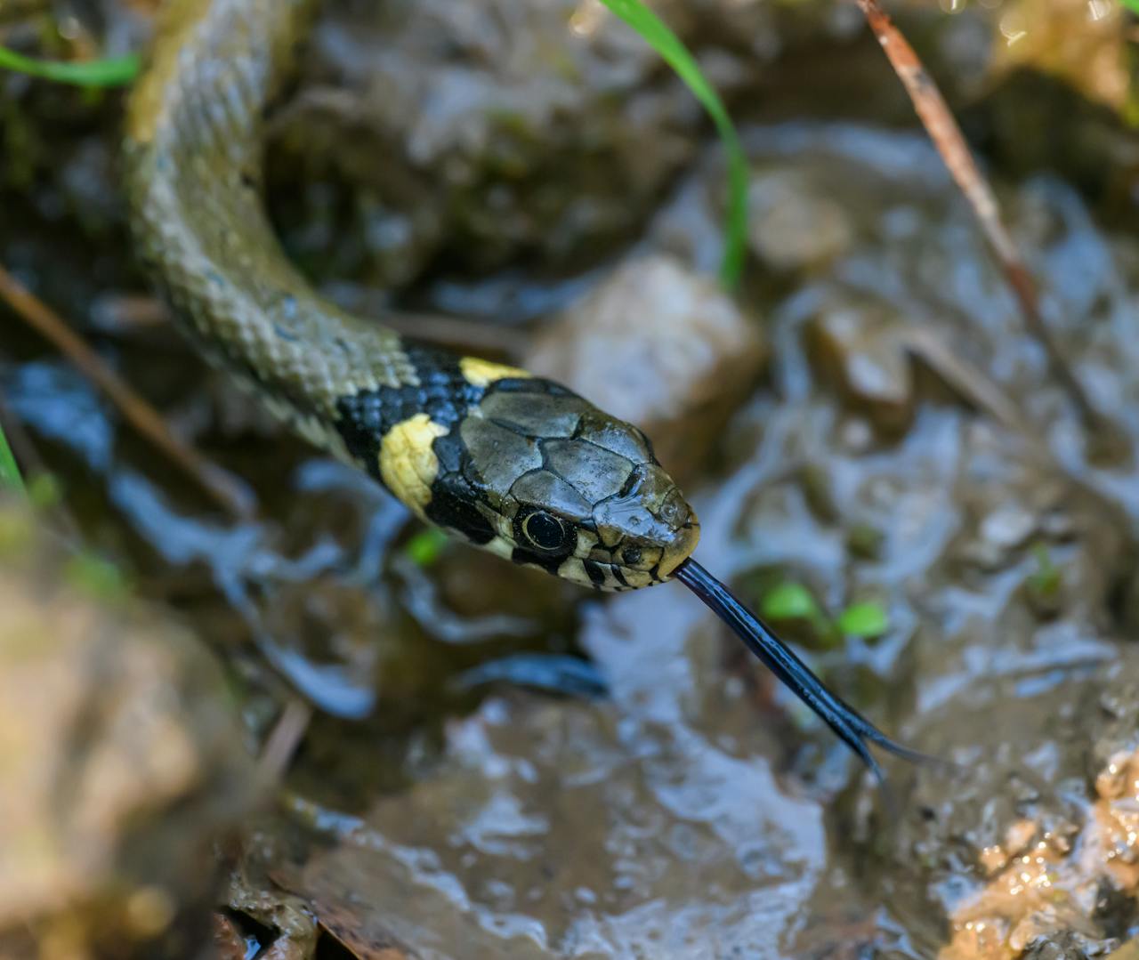 services-03 Vivid close-up of a grass snake slithering in a muddy stream, showcasing its vibrant colors.