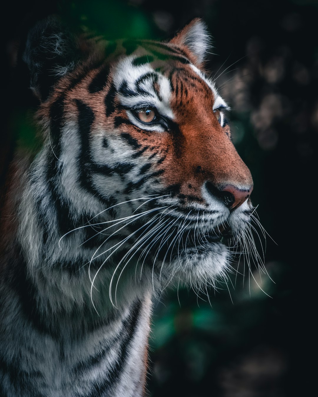 brown-and-black-tiger-in-close-up-photography-66zrt0dj7mc